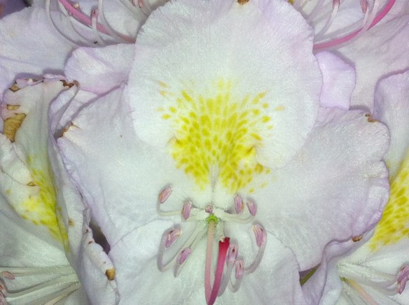 Rhododendrons, bloeiend, kleurig, gevaarlijk