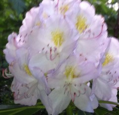 Rhododendrons, bloeiend, kleurig