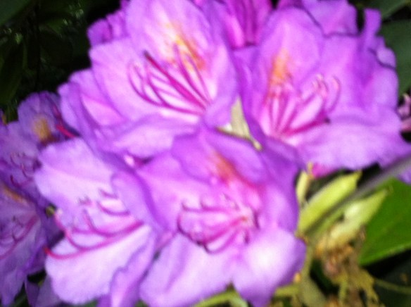 Rhododendrons, bloeiend, kleurig