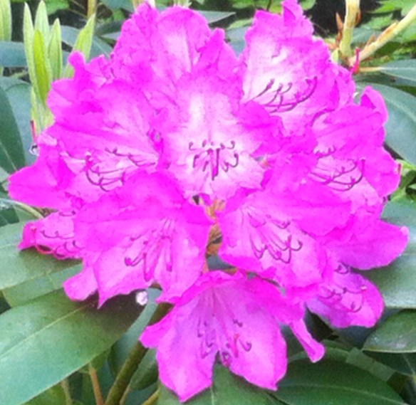Rhododendrons, bloeiend, kleurig