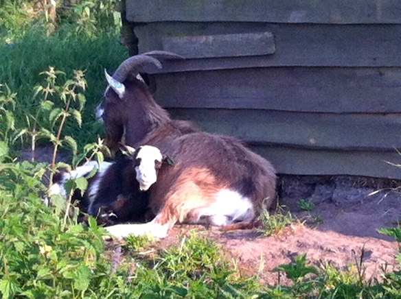 Geitje liggen lui te genieten in het zonnetje, geit, liggend