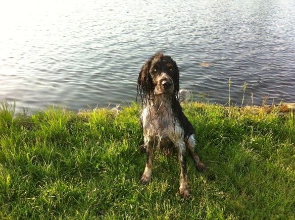 kletsnat hondje, zwemmend hondje, hond speelt met bal