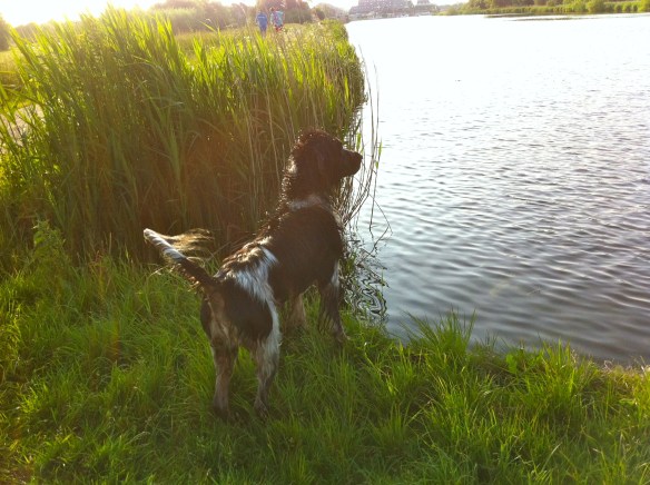 hond zwemmen, balletje, spelen, kletsnat