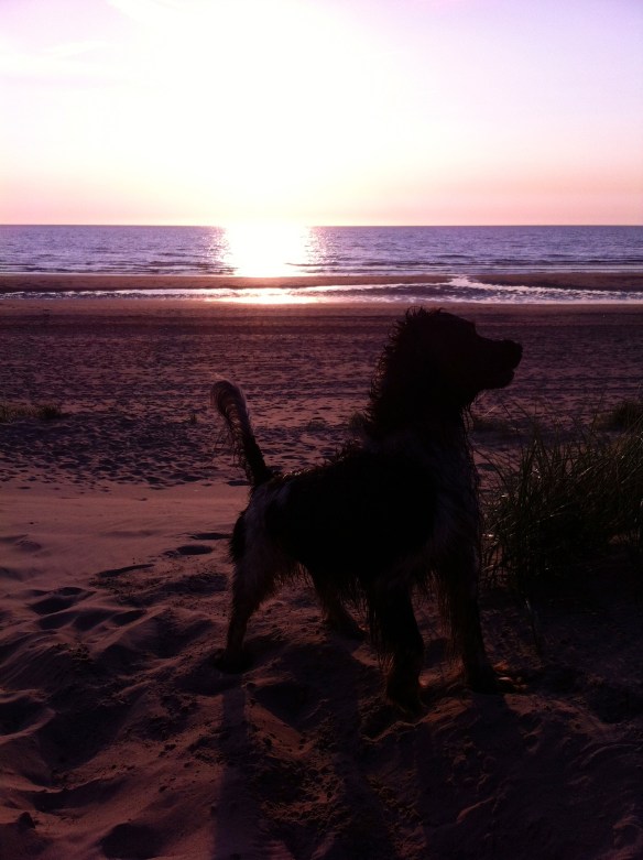nat hondje, strand, zee, zonsondergang 