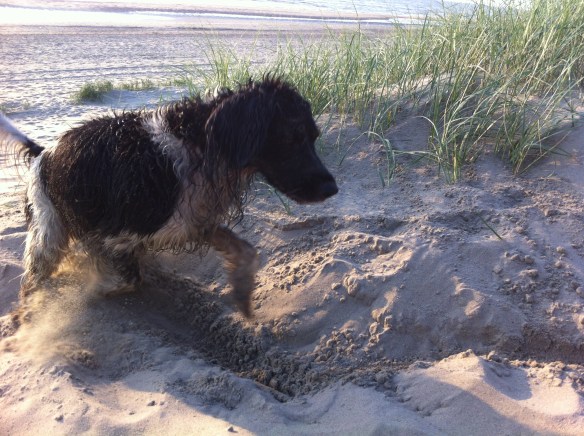 nat hondje, strand, kuil graven