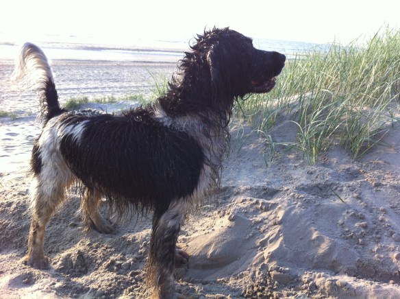 nat hondje op strand