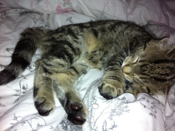 slapend poesje, kitten