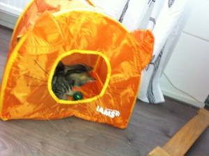 poes in tentje