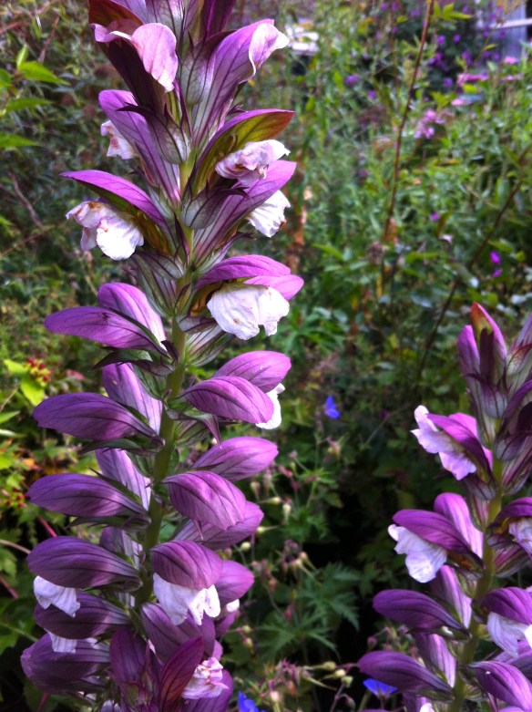 tuin aan de Singel in Leiden,