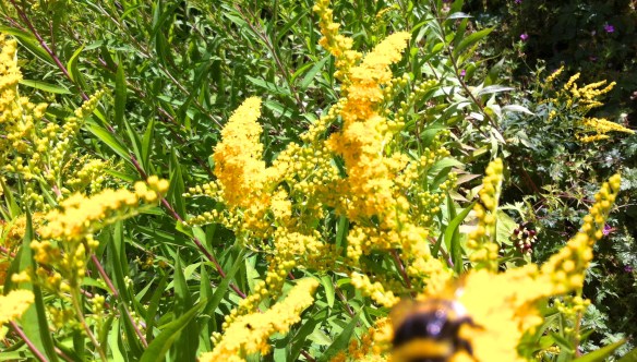 tuin aan de Singel in Leiden,