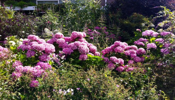 tuin aan de Singel in Leiden,