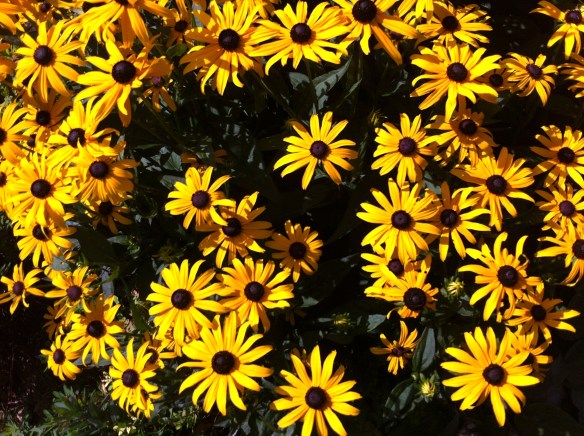 tuin aan de Singel in Leiden,
