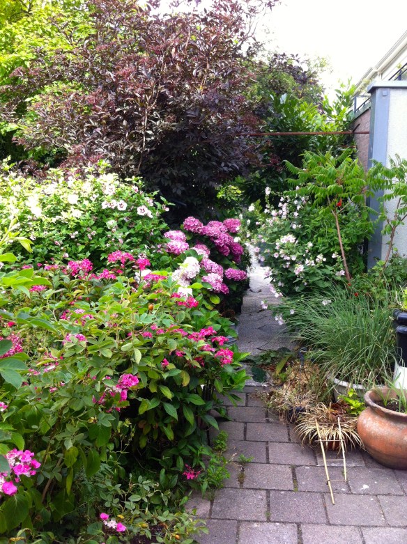 tuin aan de Singel in Leiden,