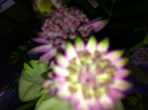 Zeeuws knoopje bloem