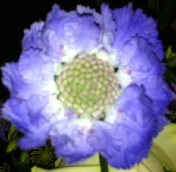 Scabiosa