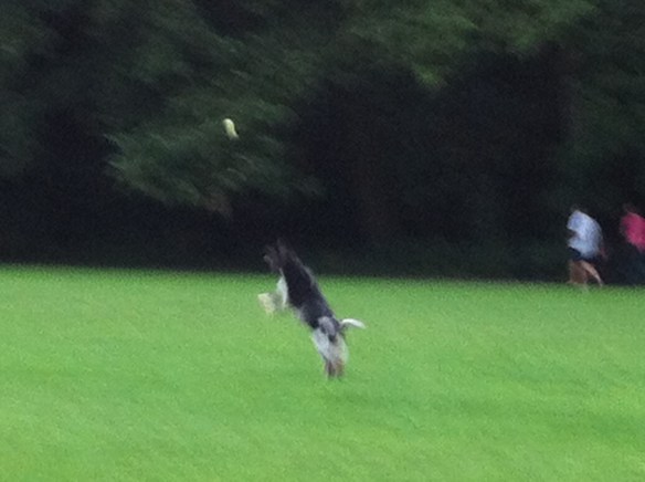 ongelofelijk hond en bal, capriool