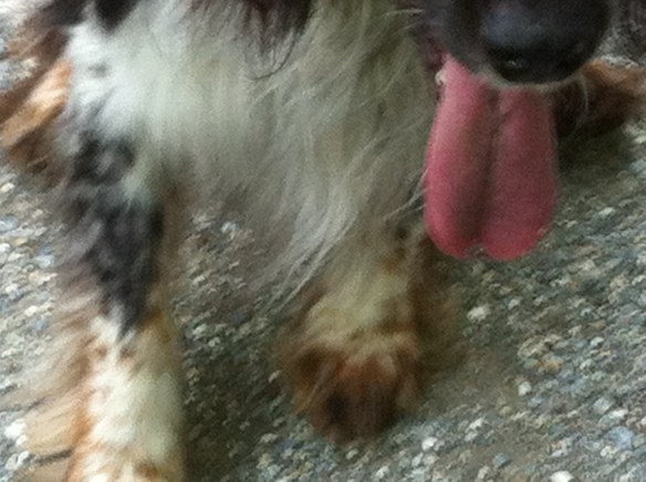 kom op! roze hondentong