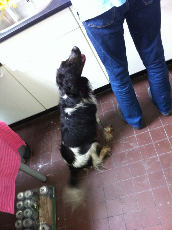 hondje krijgt lekkers