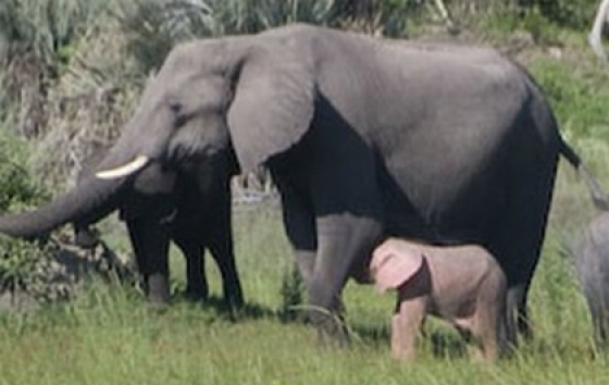 newsartimage_179289_560_9999_scl