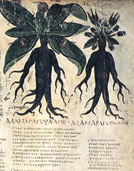 Mandragora plantmannetjes