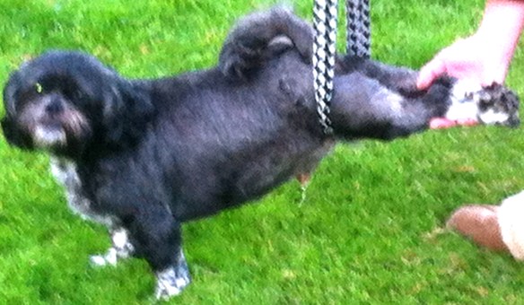 Billy en Lilly, kleine hondjes, hondje met hernia