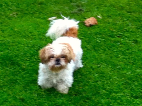 Billy en Lilly, kleine hondjes, hondje met hernia