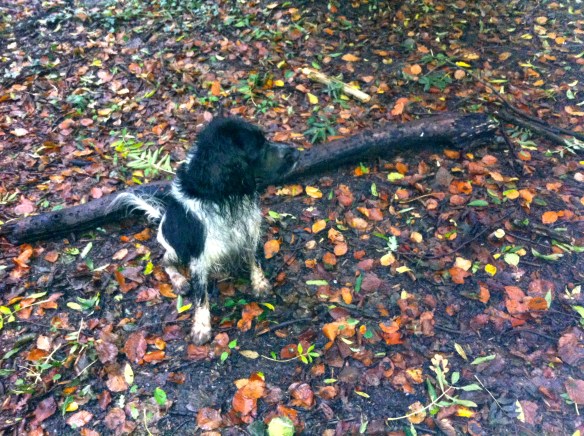 HONDJE IN herfstBOS MET GROTE STOK