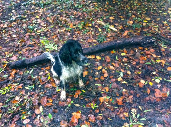 HONDJE IN herfstBOS MET GROTE STOK