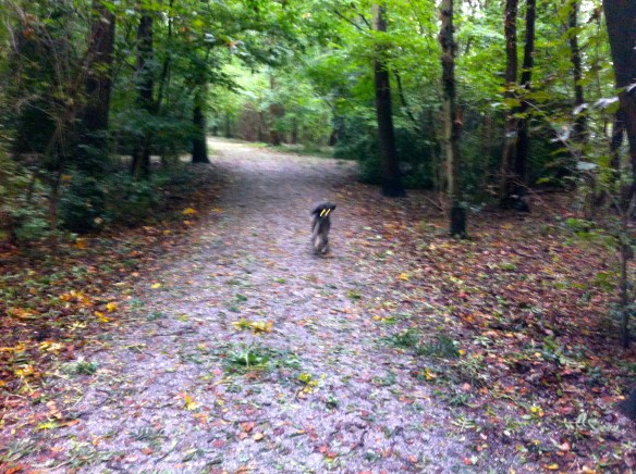 HONDJE IN herfstBOS MET GROTE STOK