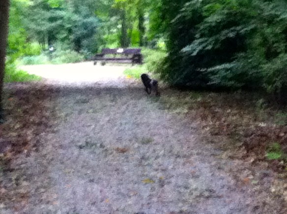 HONDJE IN herfstBOS MET GROTE STOK