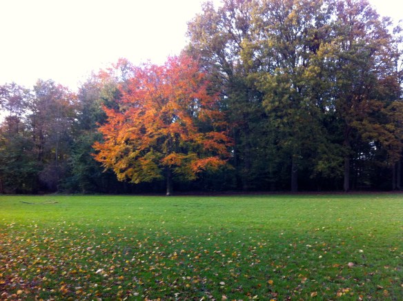 BOOM IN HET LEIDSE HOUT, HERFST, GOUDEN KLEUREN