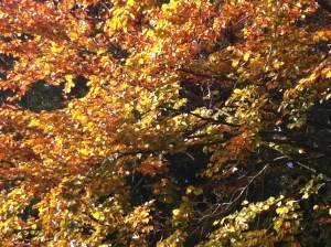 BOOM IN HET LEIDSE HOUT, HERFST, GOUDEN KLEUREN
