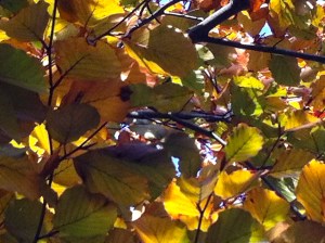 BOOM IN HET LEIDSE HOUT, HERFST, GOUDEN KLEUREN