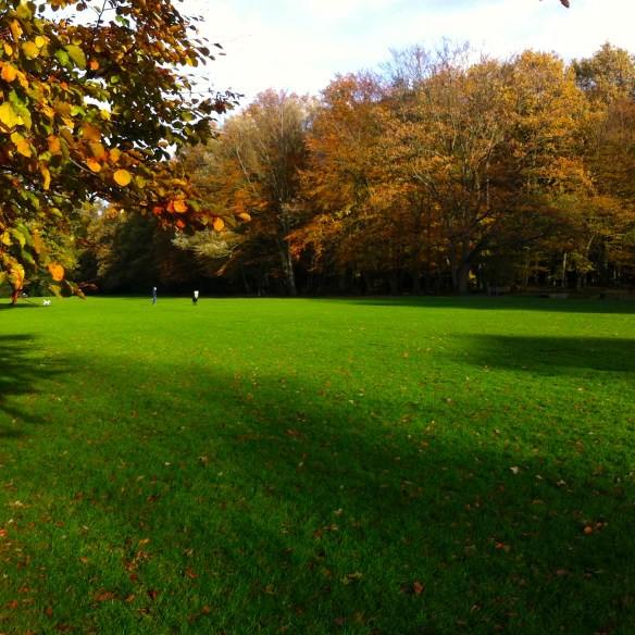 BOOM IN HET LEIDSE HOUT, HERFST, GOUDEN KLEUREN