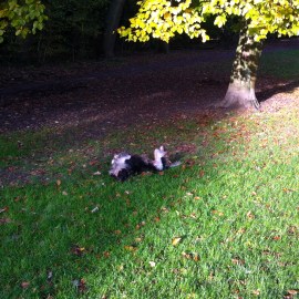 BOOM IN HET LEIDSE HOUT, HERFST, GOUDEN KLEUREN, HONDJE