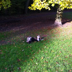 BOOM IN HET LEIDSE HOUT, HERFST, GOUDEN KLEUREN, HONDJE