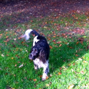 BOOM IN HET LEIDSE HOUT, HERFST, GOUDEN KLEUREN, HONDJE