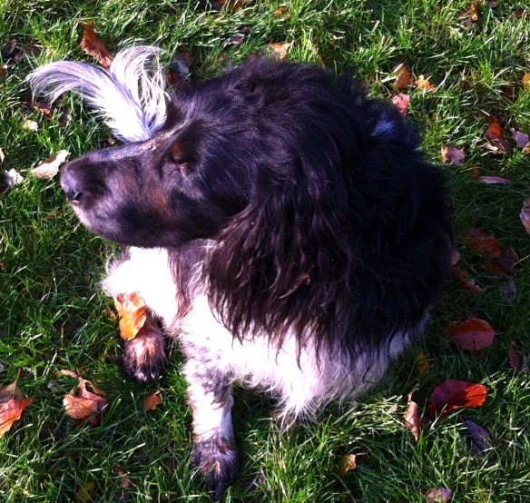 BOOM IN HET LEIDSE HOUT, HERFST, GOUDEN KLEUREN, HONDJE