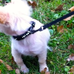  Chihuahua-pup , leuke pup