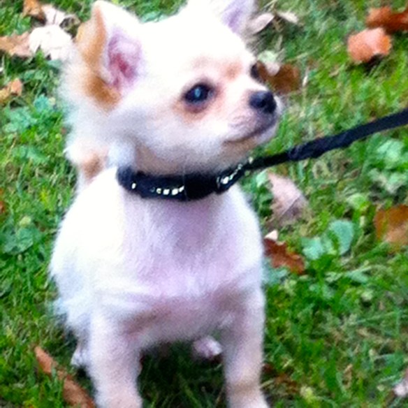  Chihuahua-pup , leuke pup