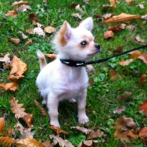 Chihuahua-pup , leuke pup