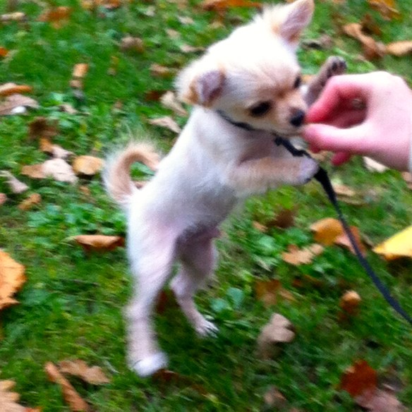 Jonge vrouw met Chihuahua-pup , leuke pup
