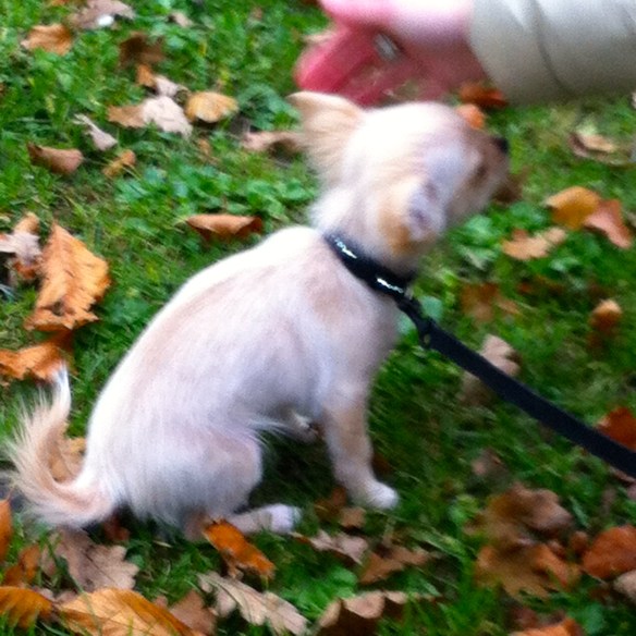 Jonge vrouw met Chihuahua-pup , leuke pup