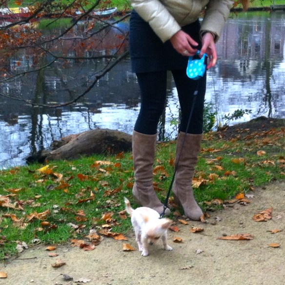 Jonge vrouw met Chihuahua-pup , leuke pup