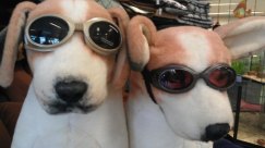 rare, gekke brillen, beesten met bril, dieren met bril,