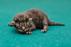 kittens, kitten, kleine poesjes, baby poesjes