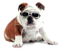 rare, gekke brillen, beesten met bril, dieren met bril,