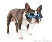 rare, gekke brillen, beesten met bril, dieren met bril,