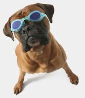 rare, gekke brillen, beesten met bril, dieren met bril,