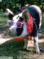 rare, gekke brillen, beesten met bril, dieren met bril,